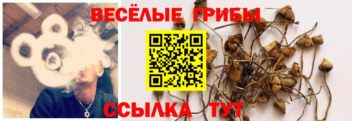 Энгельс  Псилоцибиновые грибы MAGIC MUSHROOMS  Вход с VPN 